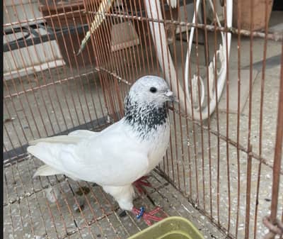 Sialkoti Motion wala kabooter for sale only male