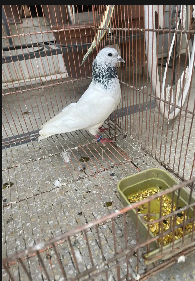 Sialkoti Motion wala kabooter for sale only male — photo 2