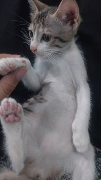 female tabby kitten