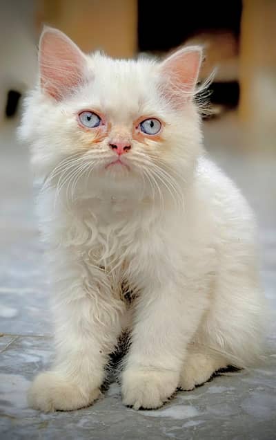 Himalayan kittens for sale