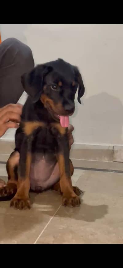Rottweiler female non pediree puppy