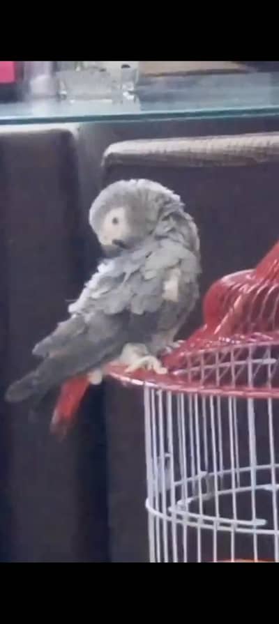 Grey Parrot For Urgent Sale