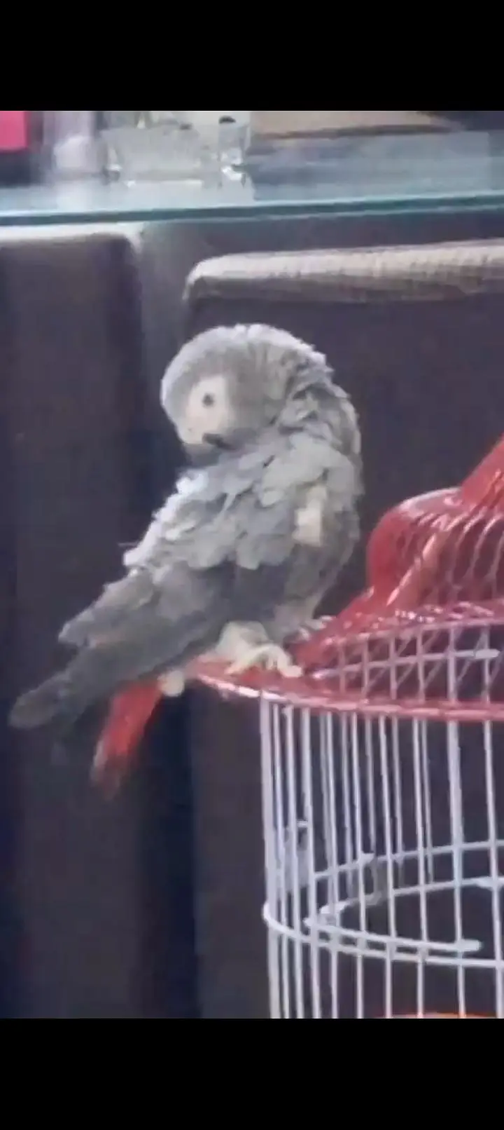 Grey Parrot For Urgent Sale
