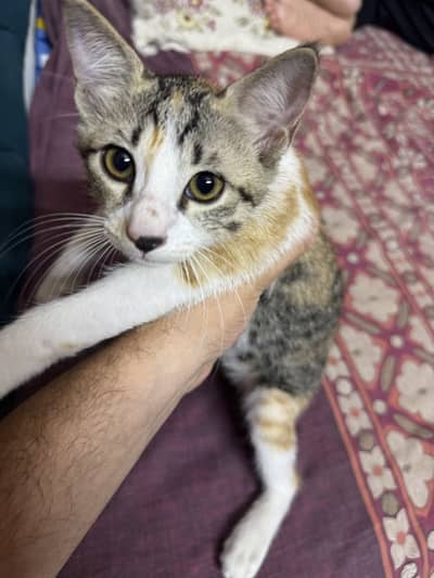 Ginger and Persian breed kitten for sale