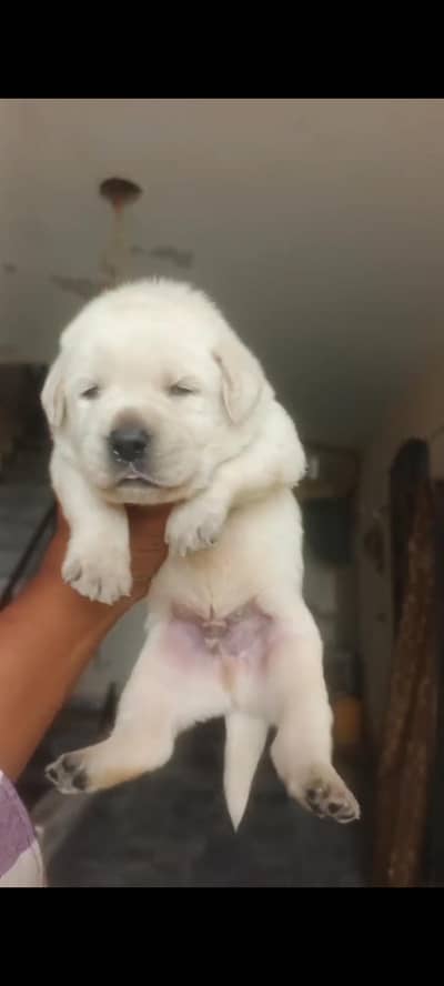 Top quality Labrador pups available