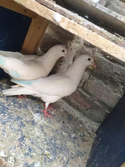 pairs breading high flying pigeons