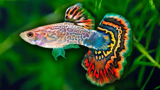 Guppy Available Healthy and active