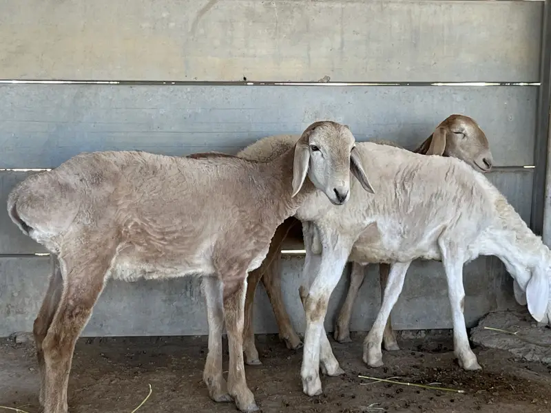 Turki dumby — photo 3