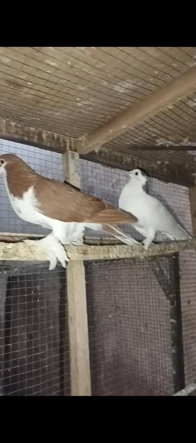 High Quality Sherazi Pigeon