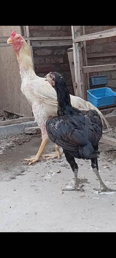 white shamo pair and 1 Female black Thai cross