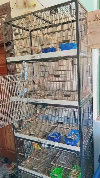 5 parrots with big cage 03/08 47/50/532