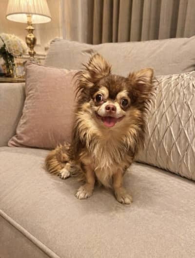 Chihuahua puppy for sale