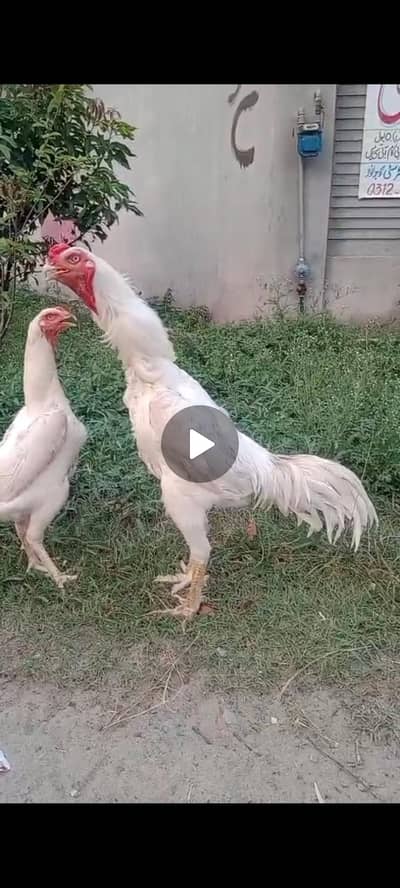 pair for sale king size shamo pair