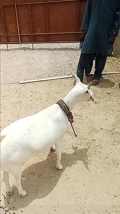 goat for sale