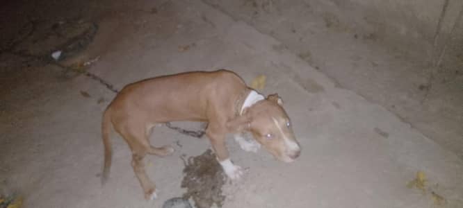 American pitbull male puppy vaccinations complete done