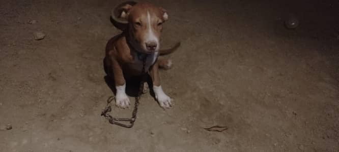 American pitbull male puppy vaccinations complete done