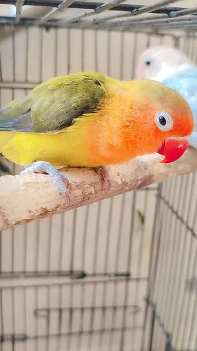 love birds