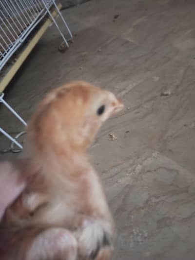 desi chozy aur bugie pair for sale 03143611954. . 03047055865