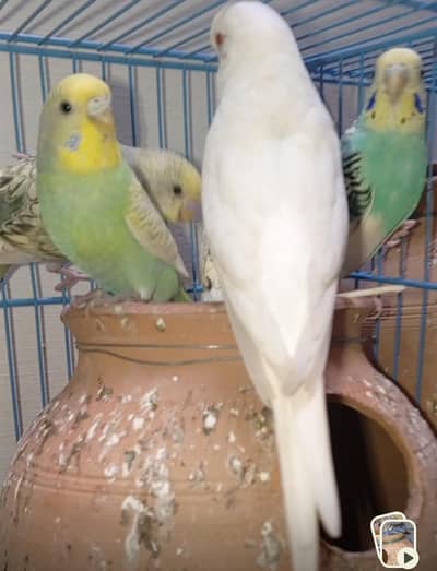 Australian parrots Budgies for Sale