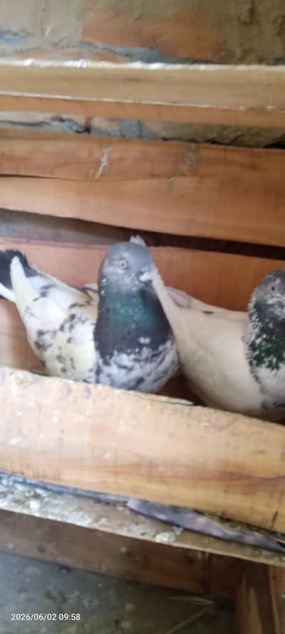 Fancy pigeon