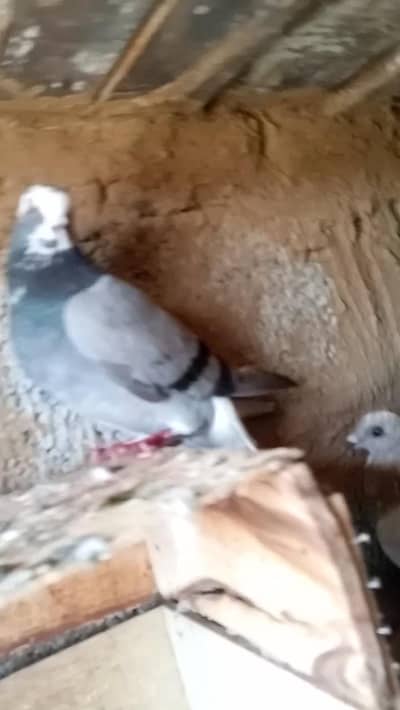 high flyer or. fancy pigeon
