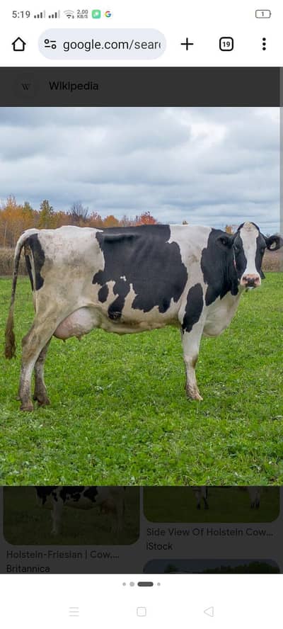 dairy farm k lyee Banda chayee 8 Hours job