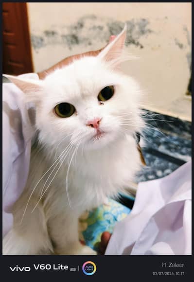 Russian CAT