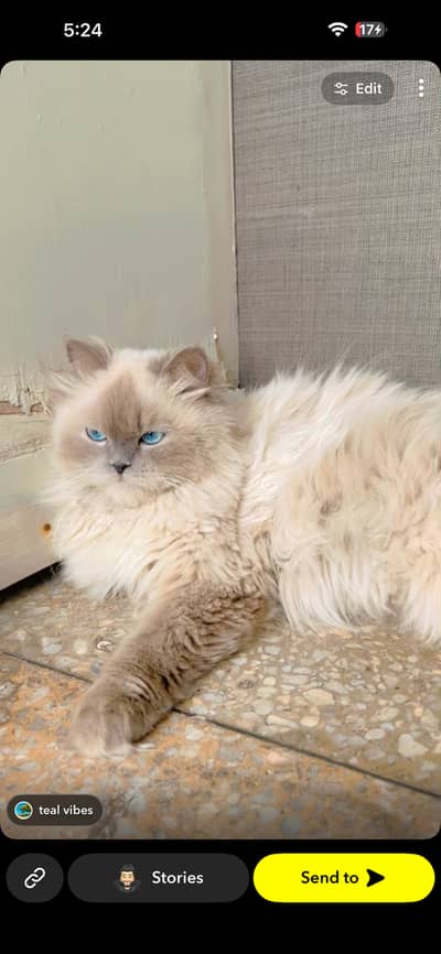 Himalayan Cat family For sale