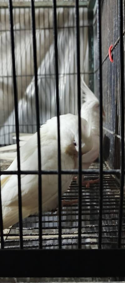 ENO Red Eye Birds for Sale 3 Healthy & Active Birds