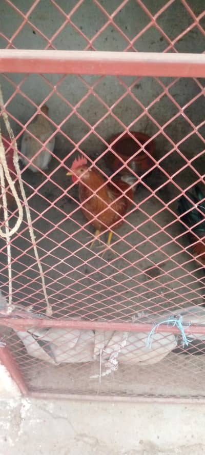 Afor sale