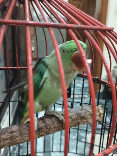 bolny wala