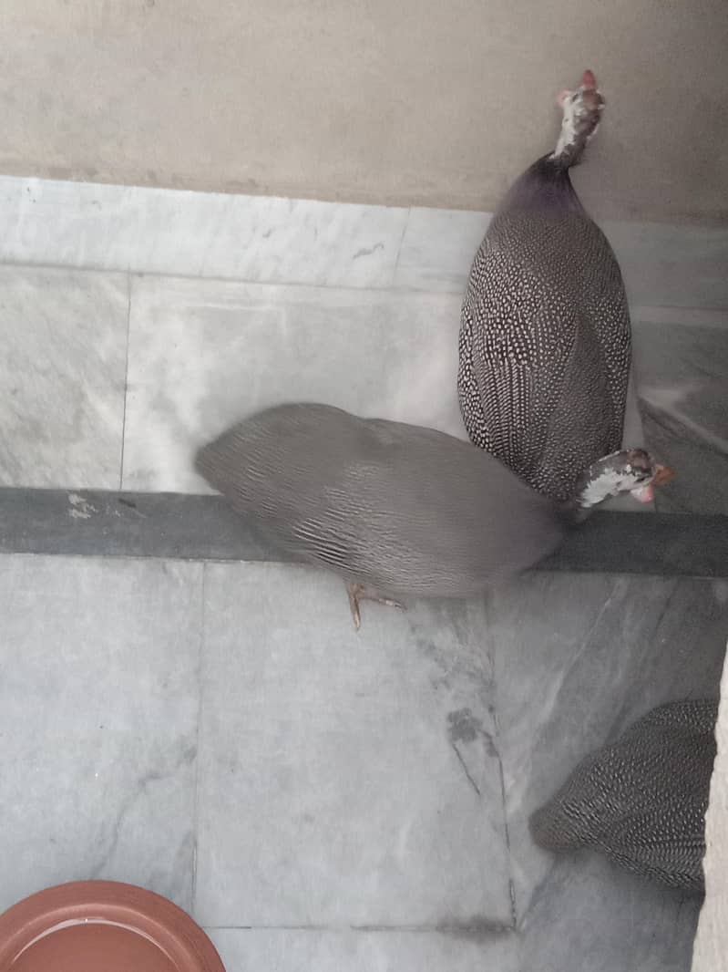 chakor 2