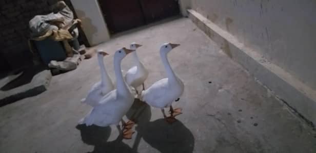 duck for sale discount price 10 k wala pairs 07k m.