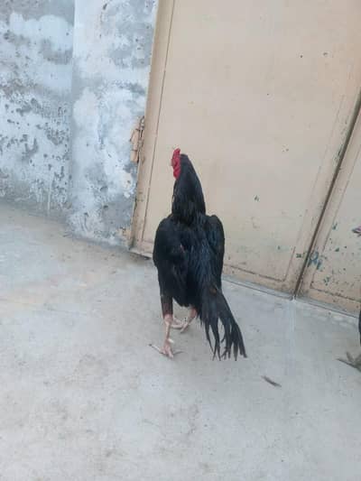 pure aseel mianwali