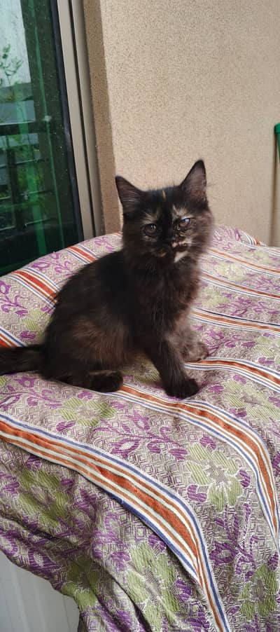 Persian kittens for sale triple Coated litter trained fully active