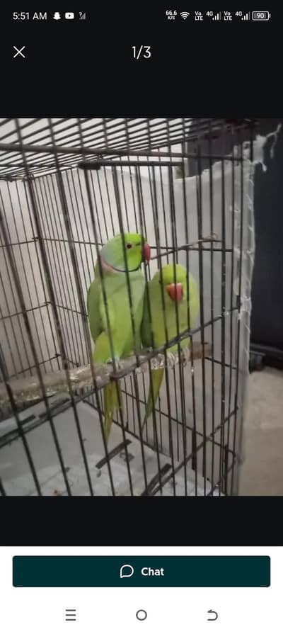 pair full breeder 2 par breede ke ha 03267651269