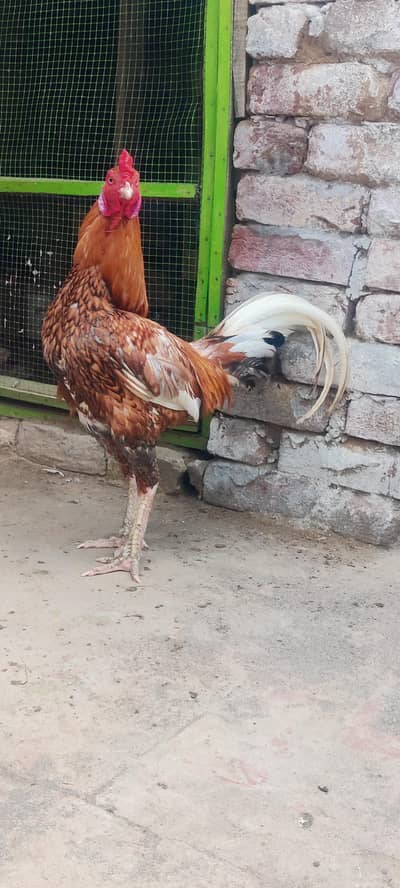 Aseel pair for sale for more info please contact me on number below 