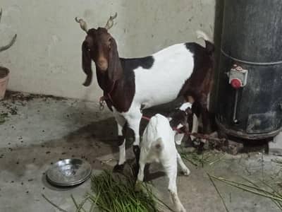 Bakri with female kid
