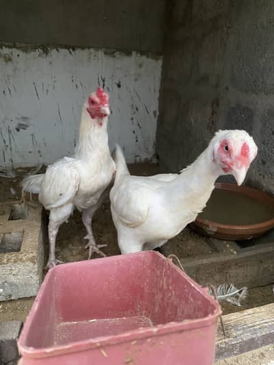 Heera pair for sale