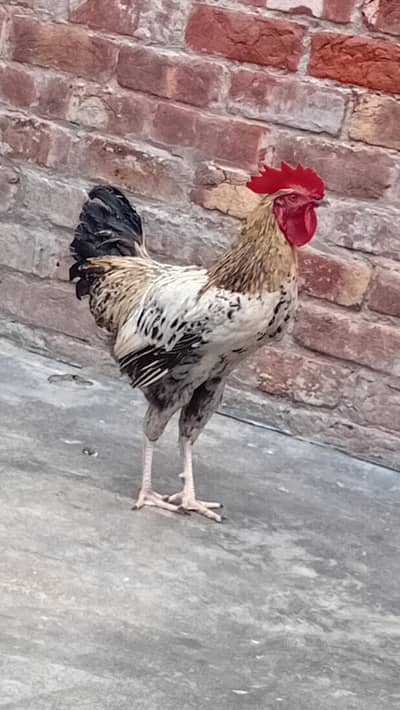 Golden Misri Murga For Sale