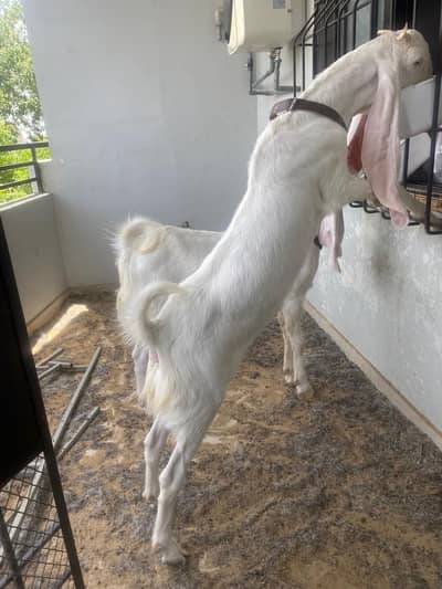 Pure breed rajan puri gulabi pair for sale
