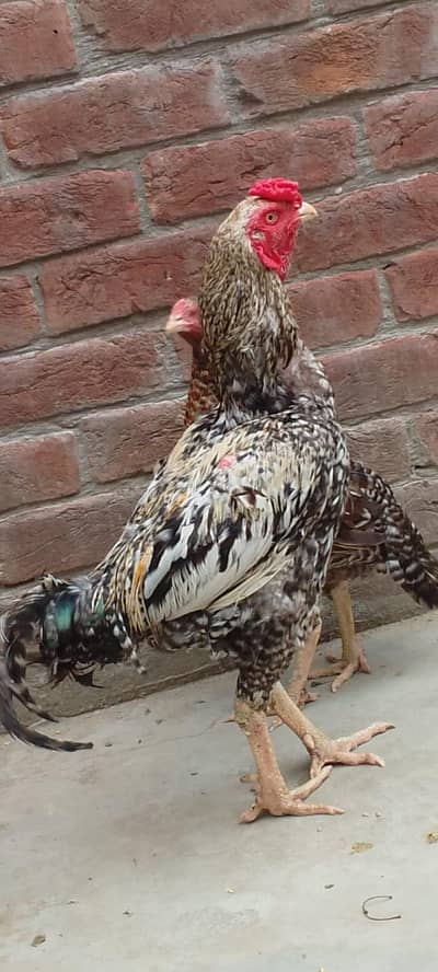 Aseel mianwali murga khali mrga itnay ka hay
