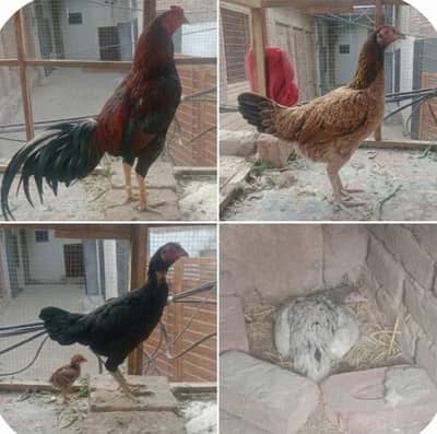 Aseel hens breeder set.