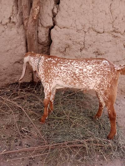 desi Bakra for Sale Mashallah Call 03405796364