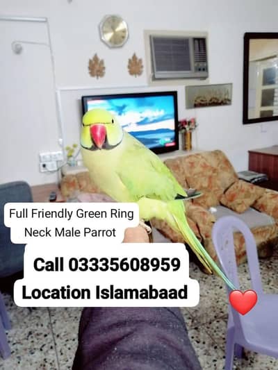 Hand Tamed Full Friendly Green Ring Neck Male Parrot Jumbo Size