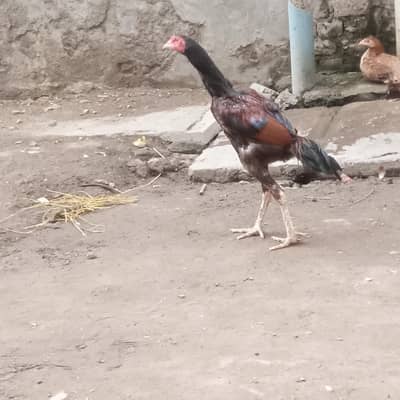 Aseel murga for sale