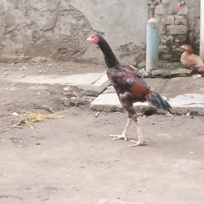Aseel murga for sale