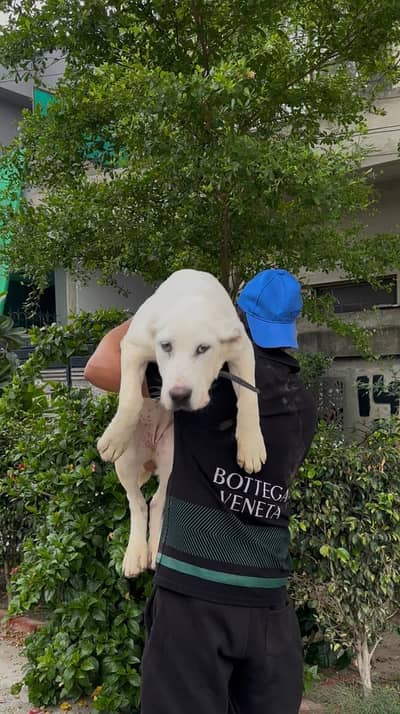 imported big Size Alabai female puppy.
