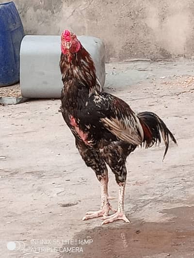 Aseel murga for sale
