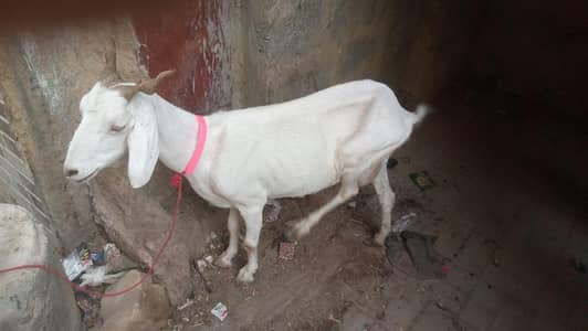 bakri